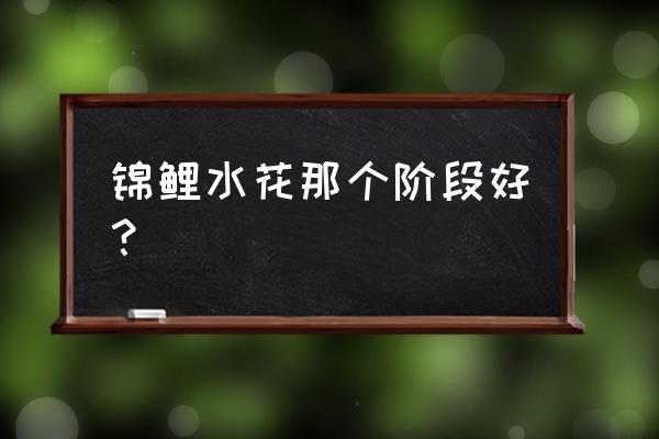 挑鱼苗最佳时间 锦鲤水花那个阶段好？