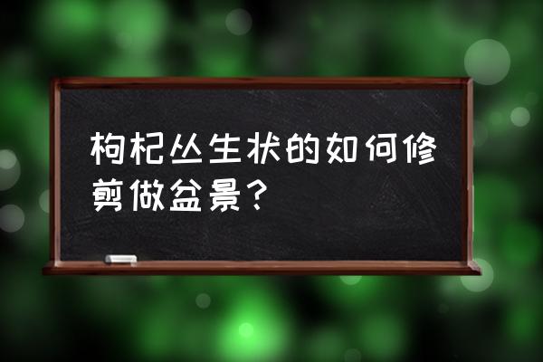 枸杞幼苗的修剪技术 枸杞丛生状的如何修剪做盆景？