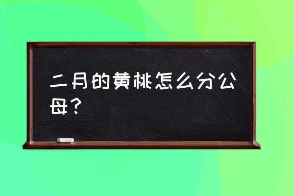 怎么挑选正宗的黄桃 二月的黄桃怎么分公母？