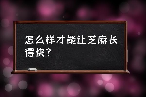 芝麻怎样有利生长 怎么样才能让芝麻长得快？