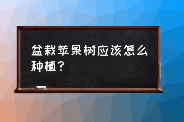 种植牙一般要注意什么 盆栽苹果树应该怎么种植？