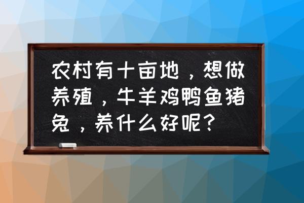 牛羊养殖小妙招小知识 农村有十亩地，想做养殖，牛羊鸡鸭鱼猪兔，养什么好呢？