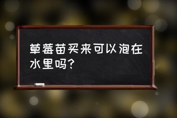 刚买回来的草莓要洗吗 草莓苗买来可以泡在水里吗？