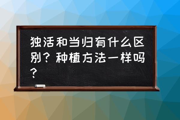 当归种植一亩利润 独活和当归有什么区别？种植方法一样吗？