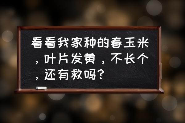 农作物叶子发黄什么原因 看看我家种的春玉米，叶片发黄，不长个，还有救吗？