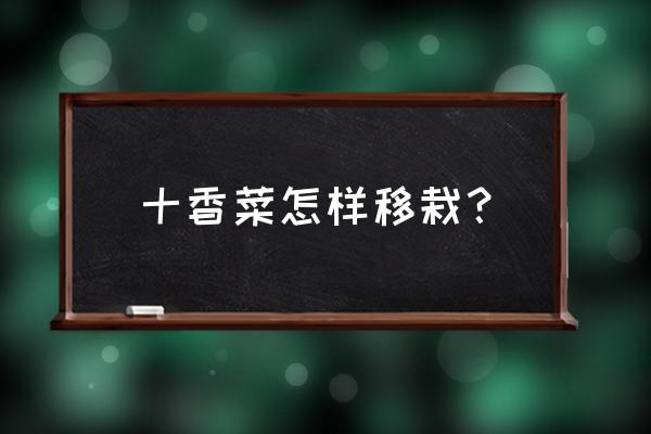 香菜苗怎么移栽最好 十香菜怎样移栽？