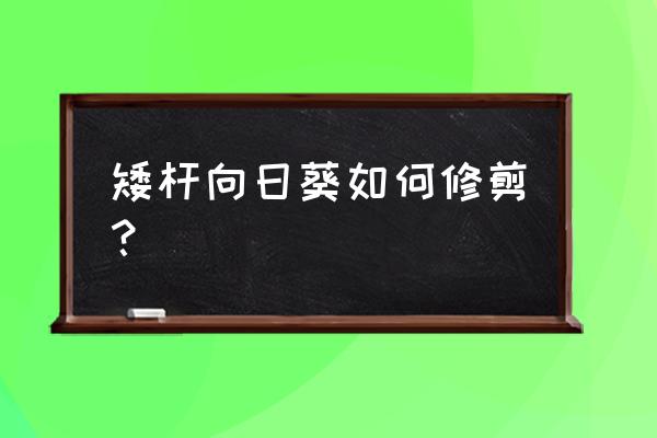 向日葵催芽后种子朝上还是下 矮杆向日葵如何修剪？