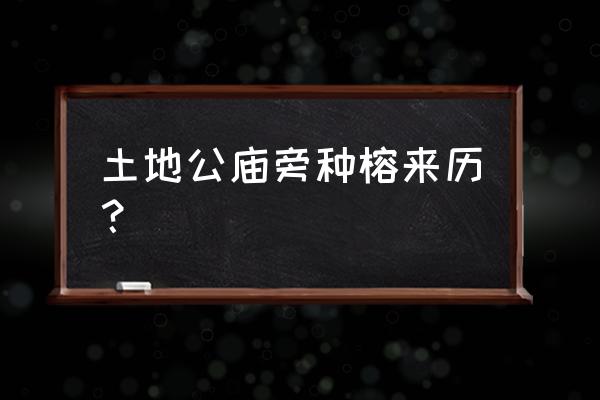 扎根荒地的树木 土地公庙旁种榕来历？