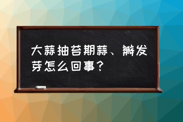 大蒜返青期怎样管理才能高产 大蒜抽苔期蒜、瓣发芽怎么回事？