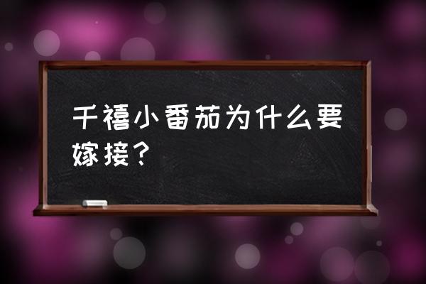 番茄嫁接新方法改良插接法 千禧小番茄为什么要嫁接？