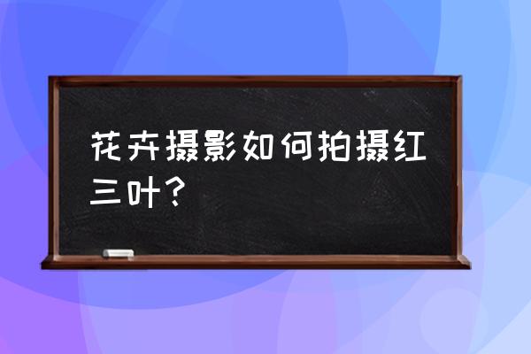 微信头像上的小红花怎么弄 花卉摄影如何拍摄红三叶？