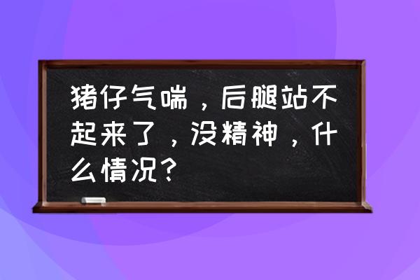 刚出生小猪气喘是怎么了 猪仔气喘，后腿站不起来了，没精神，什么情况？