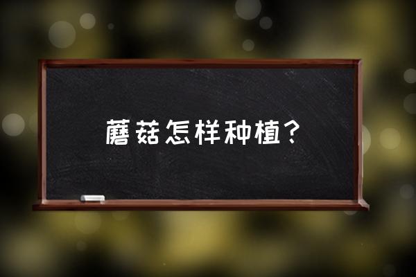 蘑菇种植技术全过程 蘑菇怎样种植? 蘑菇种植技术全过程 蘑菇怎样种植?