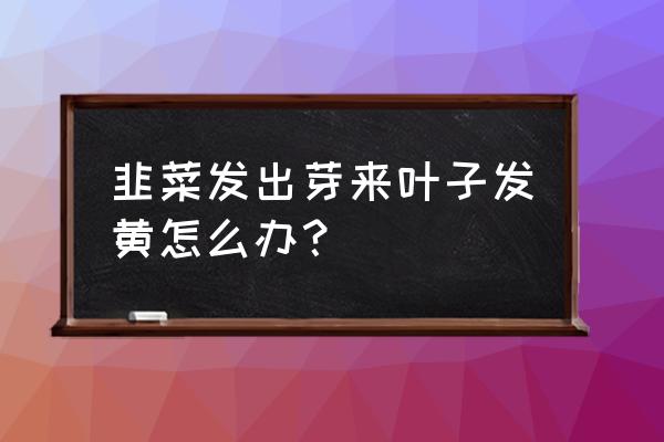 黄韭盆景施什么肥料 韭菜发出芽来叶子发黄怎么办？