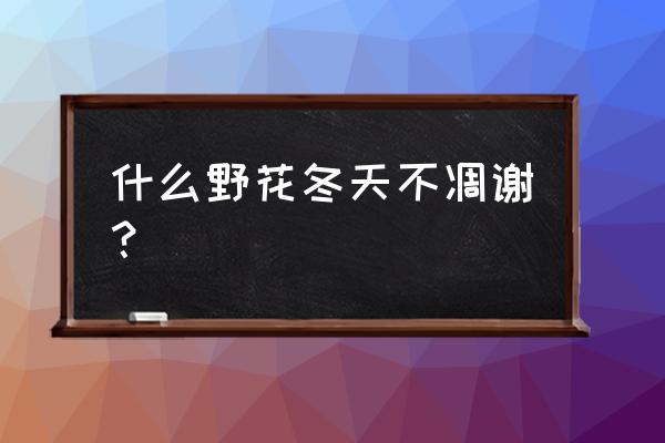 东北种植补血草几月份最好 什么野花冬天不凋谢？