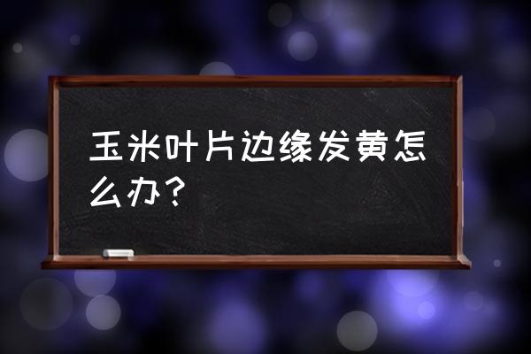 玉米后期黄叶是什么病怎么防治 玉米叶片边缘发黄怎么办? 玉米后期黄叶是什么病怎么防治 玉米叶片边缘发黄怎么办?