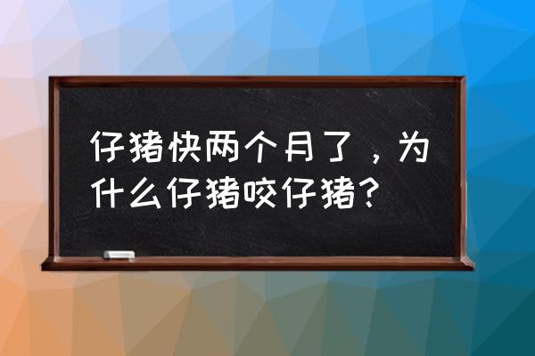 猪圈里的猪老是打架是什么原因 仔猪快两个月了，为什么仔猪咬仔猪？