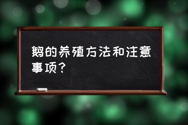 鹅养殖最简单的方法 鹅的养殖方法和注意事项？